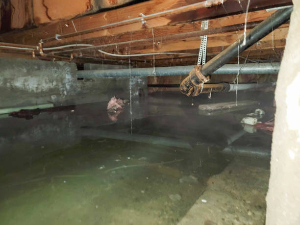 Best Professional water damage repair  in Kenworth, IL